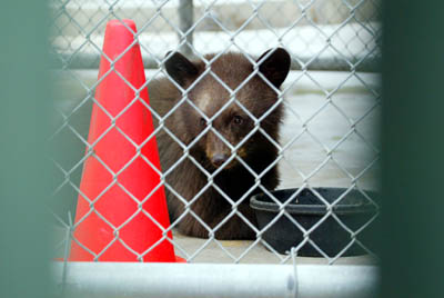 Baylor Bear Habitat