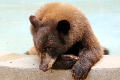 Baylor Bear Habitat