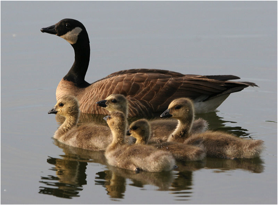 Geese Family