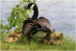 Geese Family Lake
