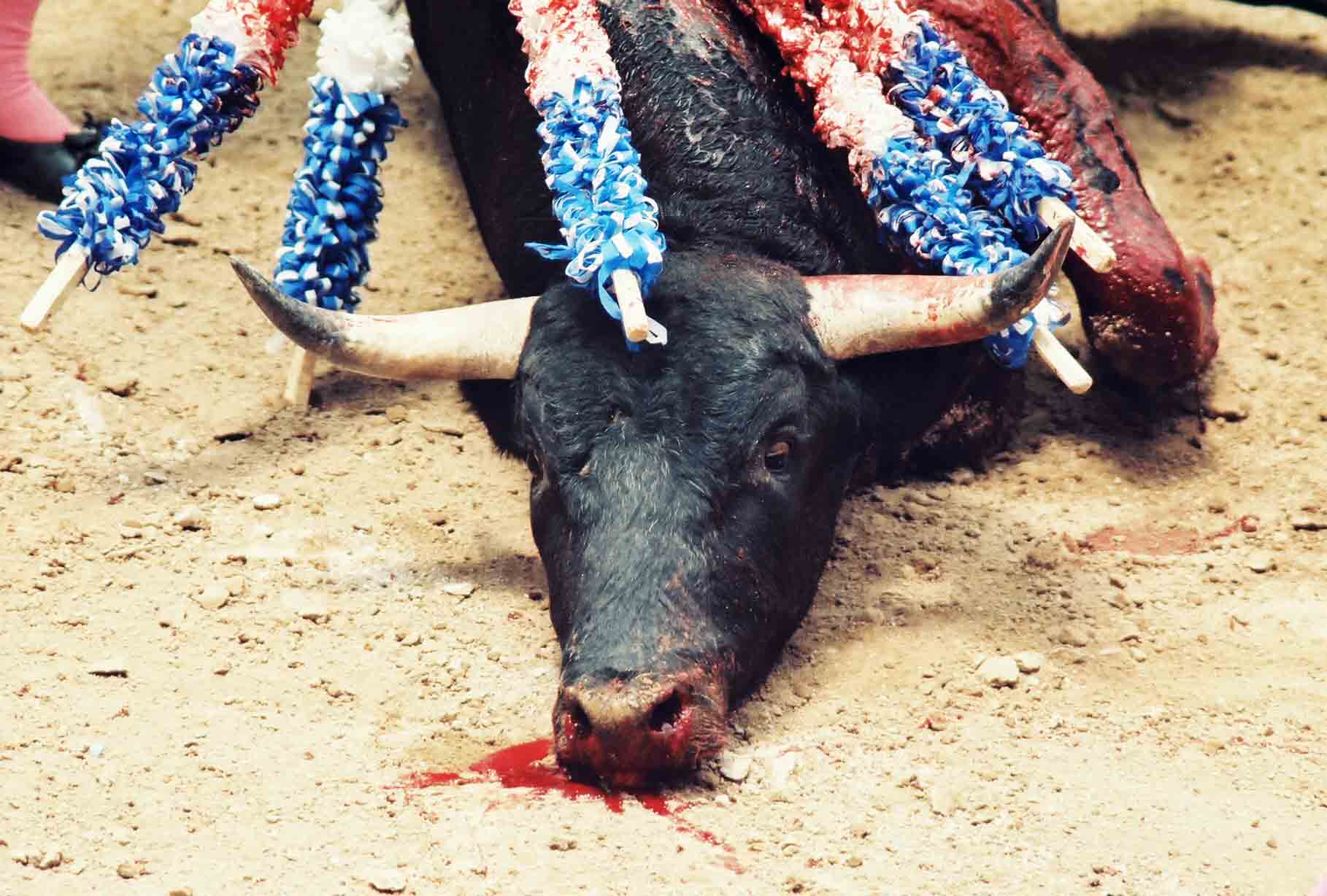 End Bullfighting Now!